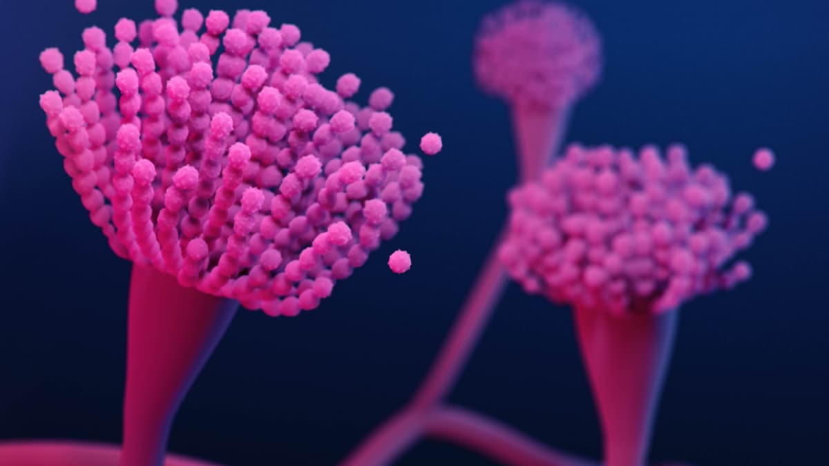 medical illustration of an azole resistant fungus Aspergillus fumigatus