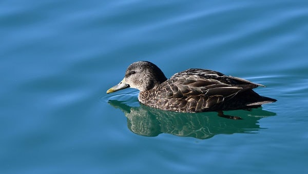 American Black Duck