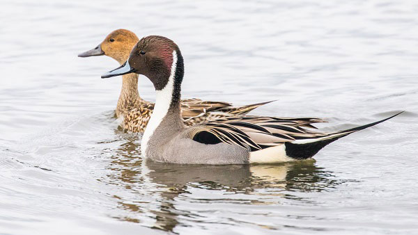 A pair of northern pintail ducks