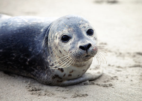 seal on beach