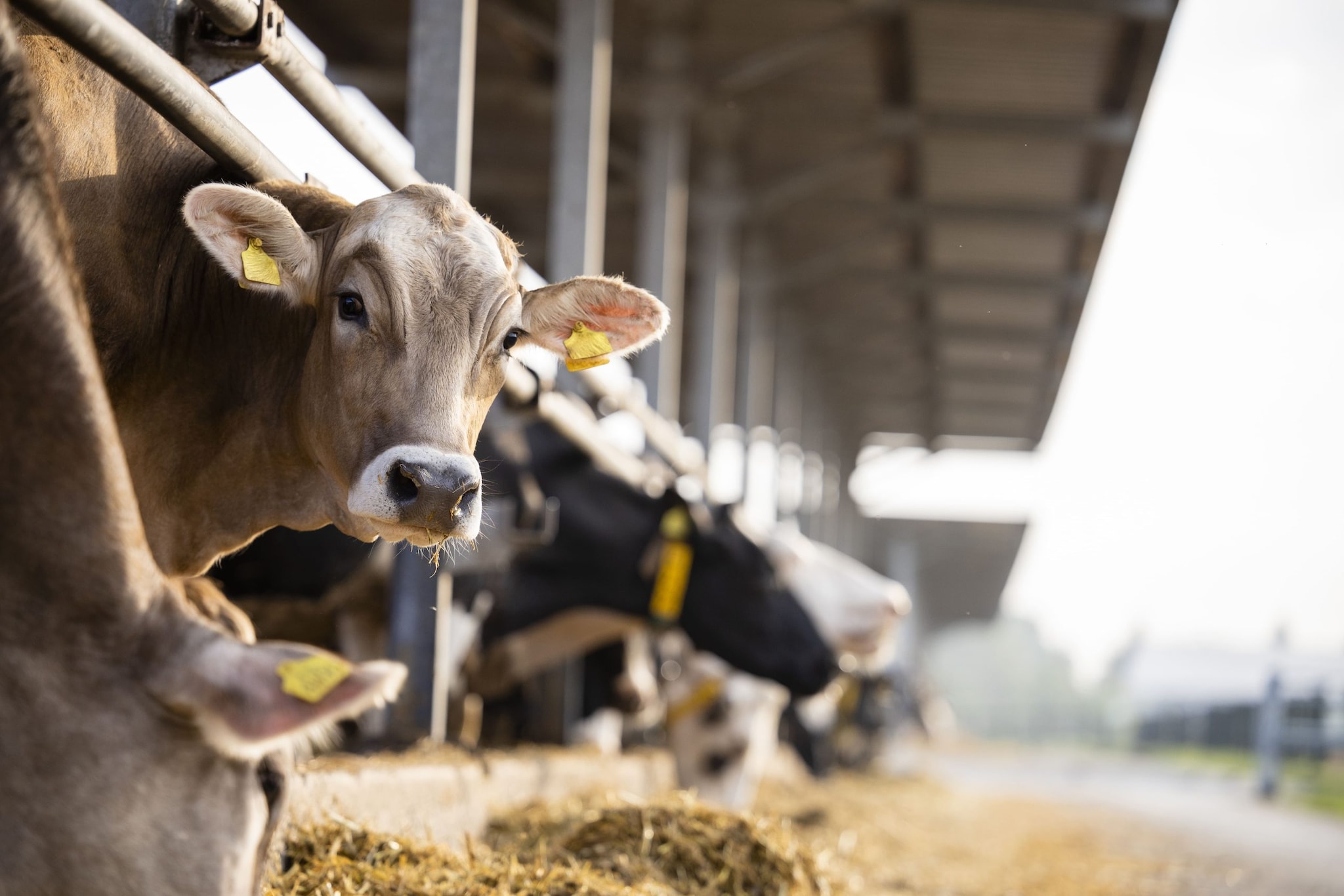 Dairy Cow tagged at a farm.