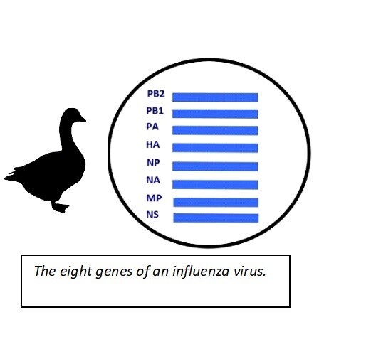 The eight genes of an influenza virus