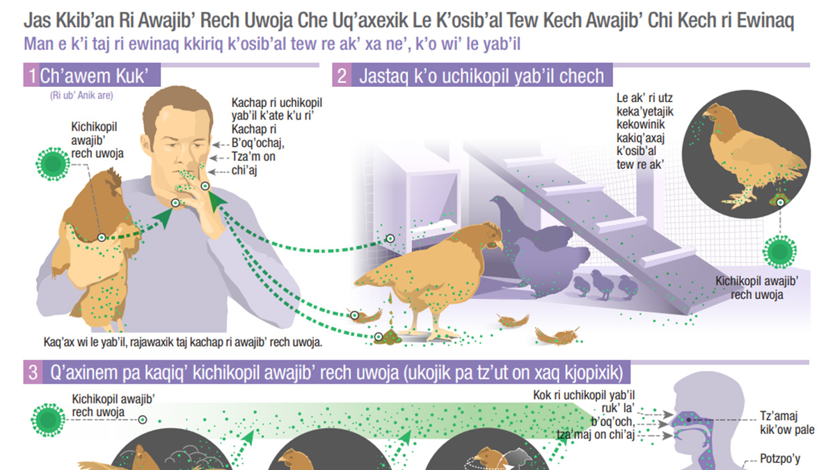 How Infected Backyard Poultry Could Spread Bird Flu to People (K'iche) thumbnail