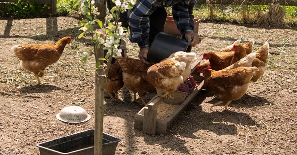 a farmer feeds chickens in the yard of a farm