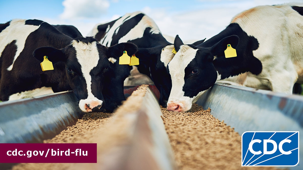 Cows eating from a trough.