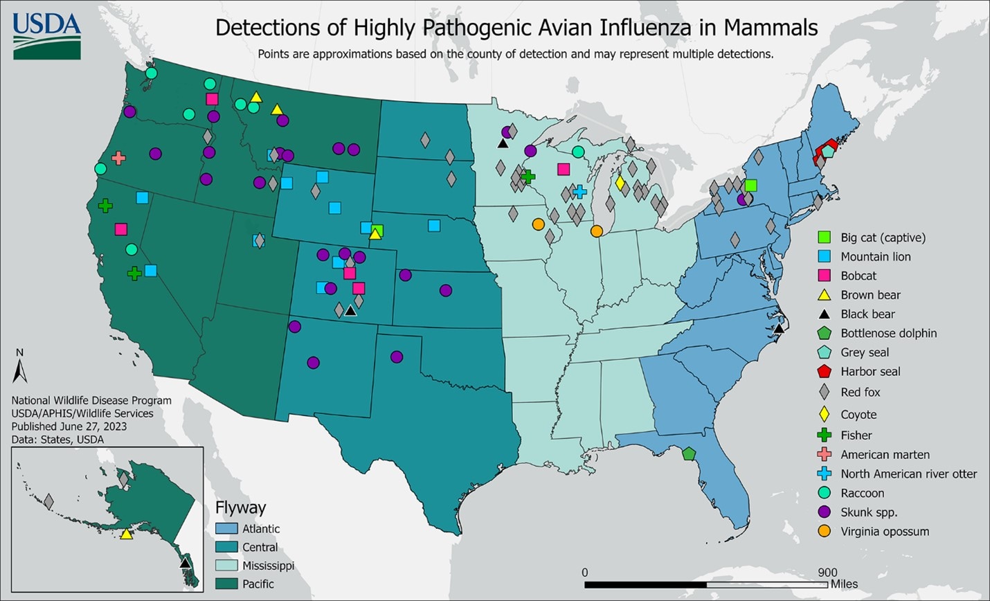 map of United States Detection of Highly Pathogenic Avian Influenza in Mammals with different colored dots for different mammals