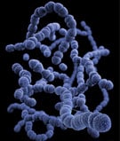 Illustration of Streptococcus pneumoniae, one common cause of bacterial conjunctivitis.