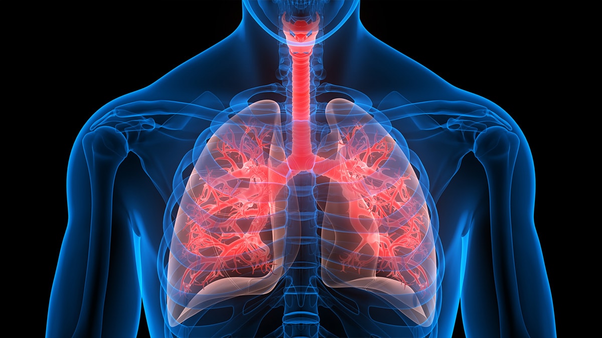 Human respiratory system lungs anatomy