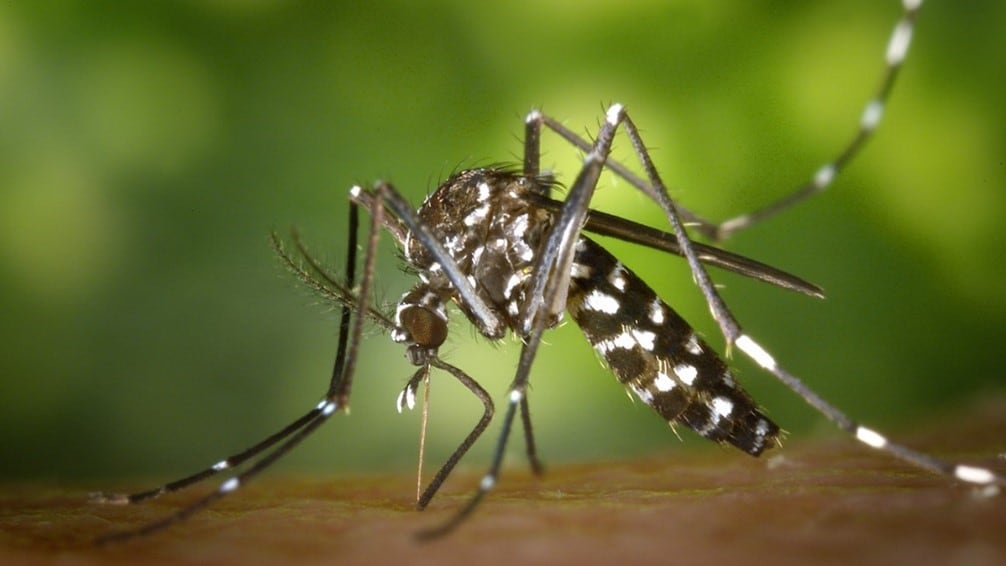 Aedes aegypti mosquito feeding on a human.