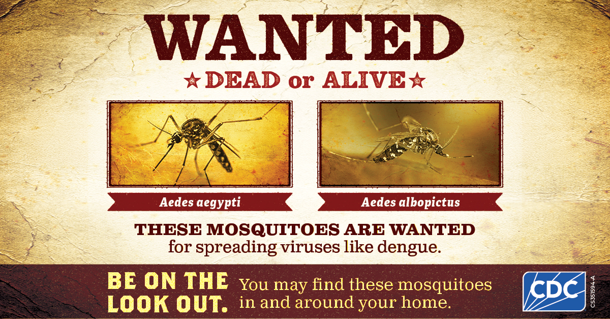 A graphic entitled: "Wanted dead or alive." Beneath are mugshots of the Aedes aegypti and Aedes albopictus mosquitoes. Below the images the graphic reads: "These mosquitoes are wanted for spreading viruses like dengue."