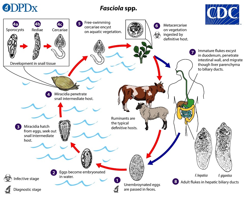 lifecycle