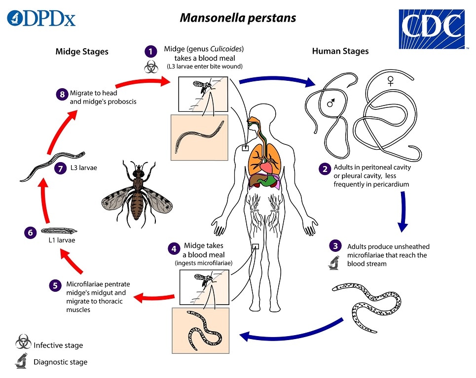 lifecycle