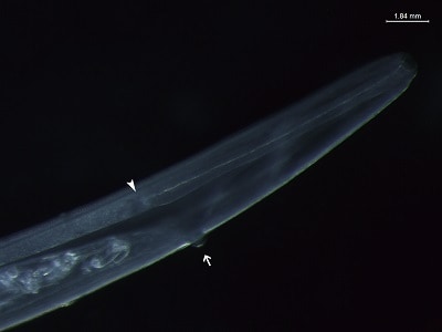 •	Figure C: Anterior of Thelazia callipaeda female showing vulval opening (arrow), which is protruded, anterior to esophageal-intestinal junction (dart).