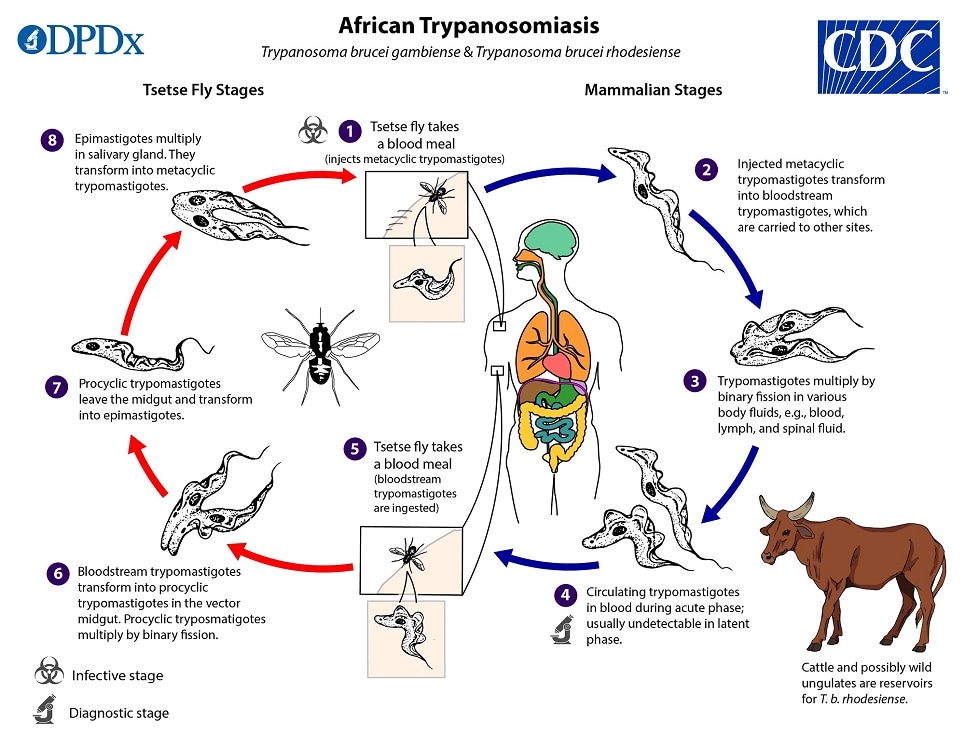 lifecycle