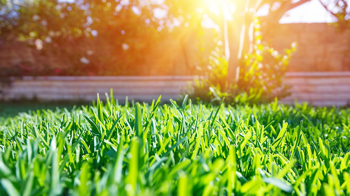 Sun reflecting on grassy lawn