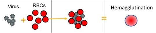 The image shows what hemagglutination looks like in the well of a microtiter plate.