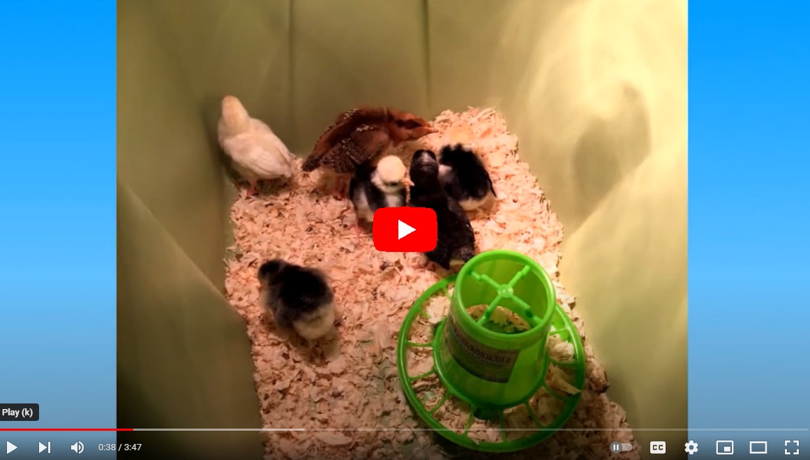 Screen shot of baby chicks