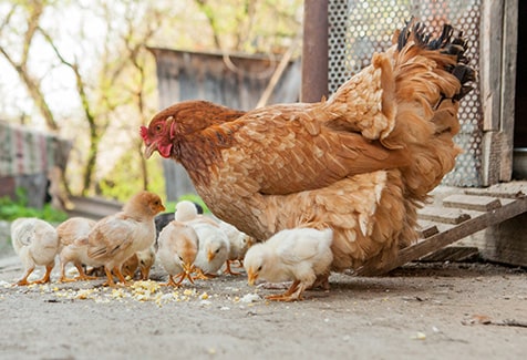 backyard poultry