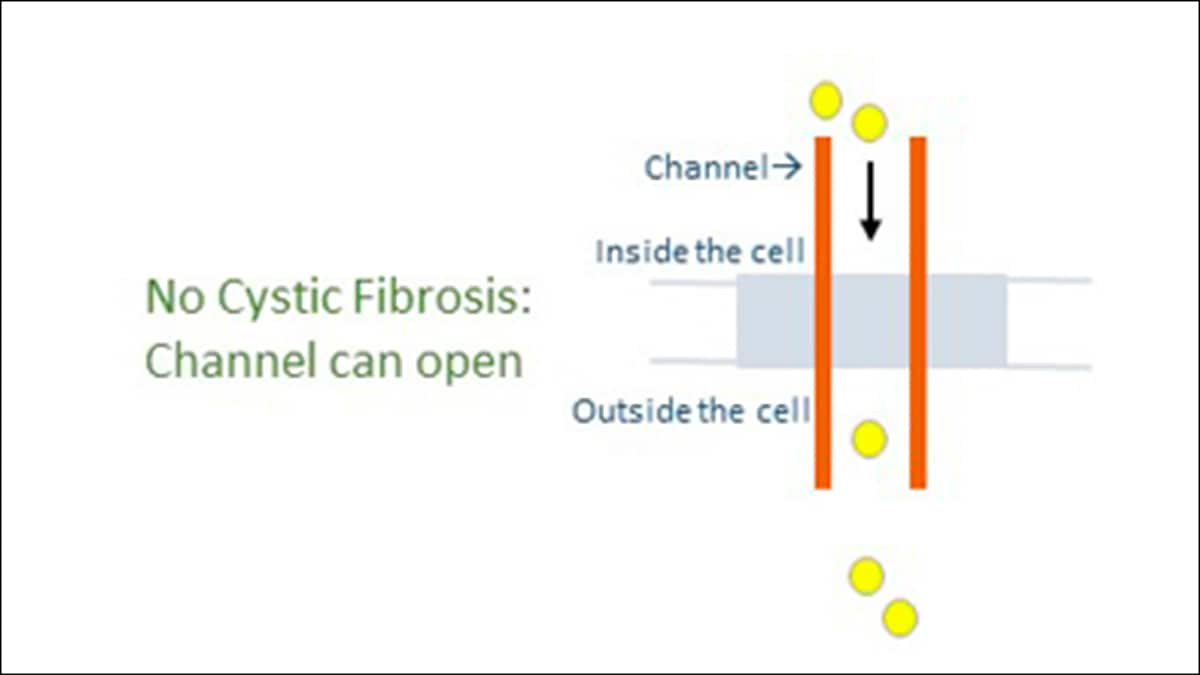 No cystic fibrosis means the channel can open to allow particles to move in and out of the cell.