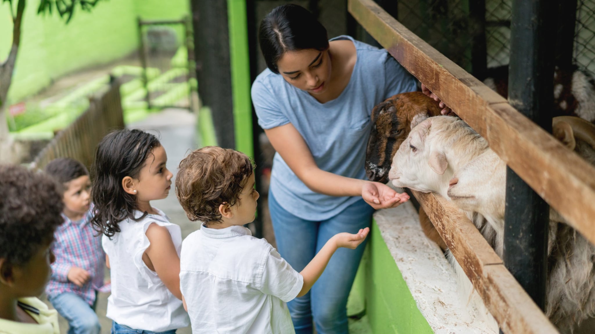 A woman shows children two goats