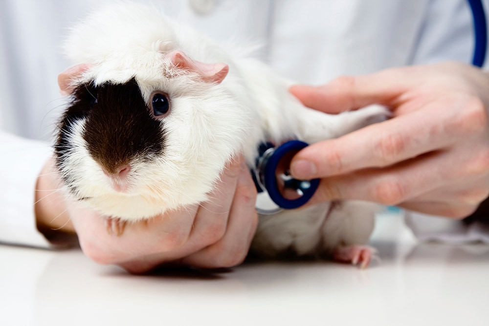 A hamster having its heart checked