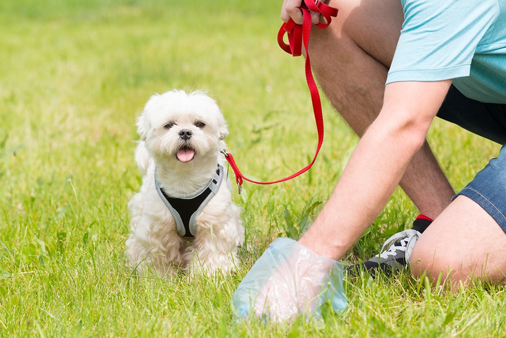 A person picking up dog poop in the grass