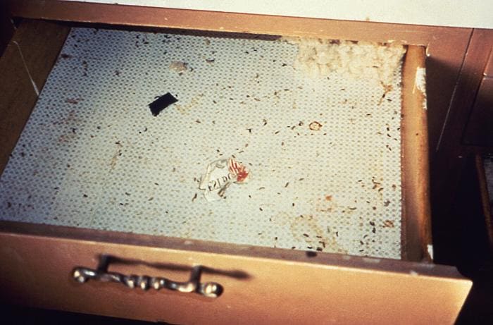 A drawer revealing the presence of rodents. Inside the drawer are mouse droppings. On the side are gnaw marks.