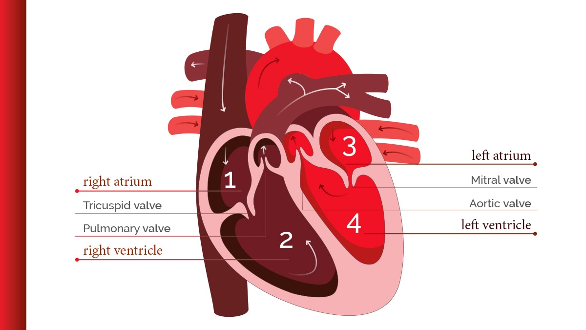 Diagram of heart anatomy and connected circulatory vessels with arrows indicating direction of blood flow. The four chambers of the heart and the four heart valves are labeled. Oxygen-depleted blood from the vena cava enters the right atrium, passes through the tricuspid valve into the right ventricle, then passes through the pulmonary valve into the pulmonary artery toward the lungs. Oxygenated blood from the lungs passes through the pulmonary vein into the left atrium, passes through the mitral valve into the left ventricle, and passes through the aortic valve into the aorta to serve the circulatory system.