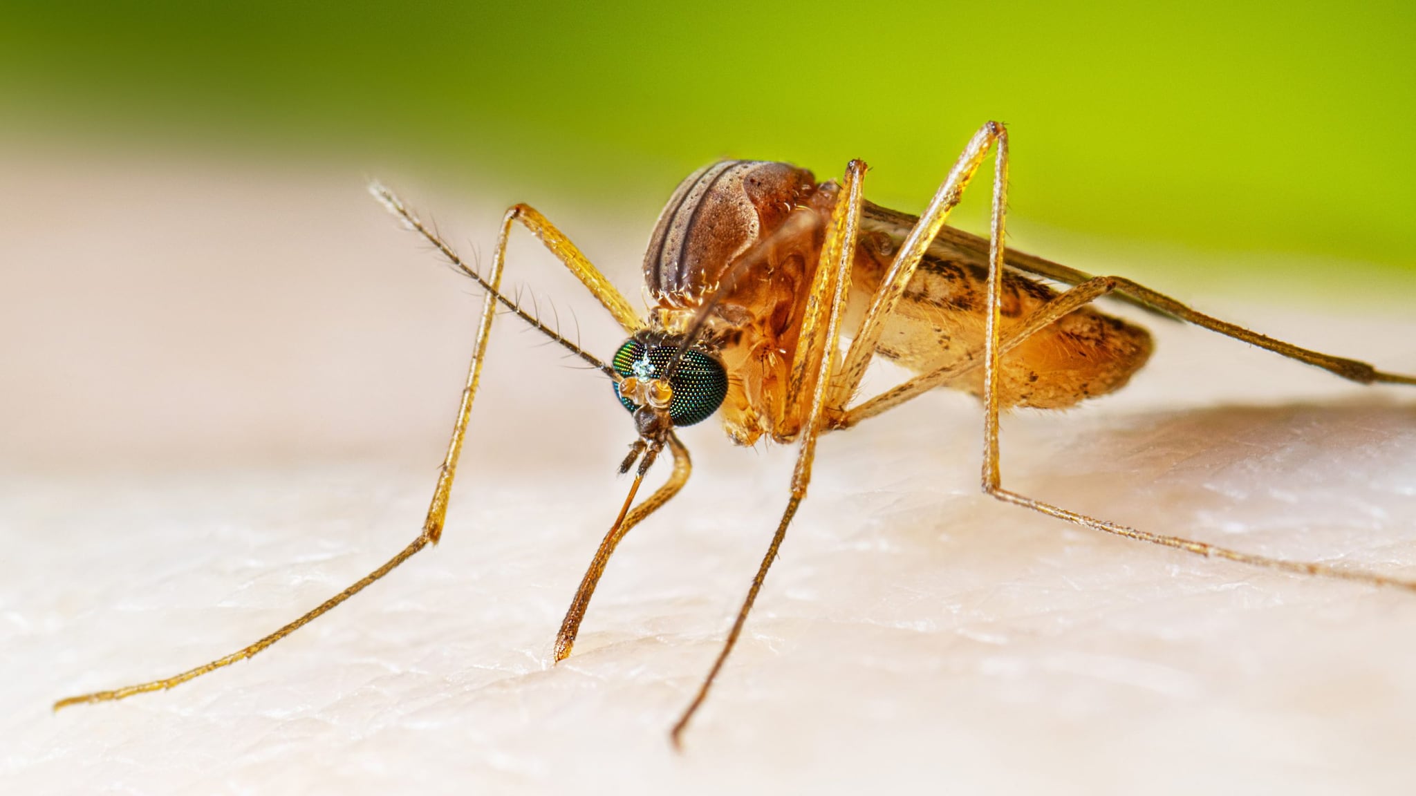 Culex species mosquito sitting on a person's arm