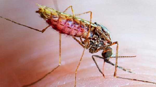 malaria mosquito