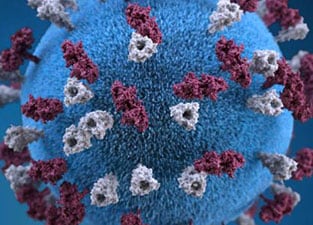 measles virus