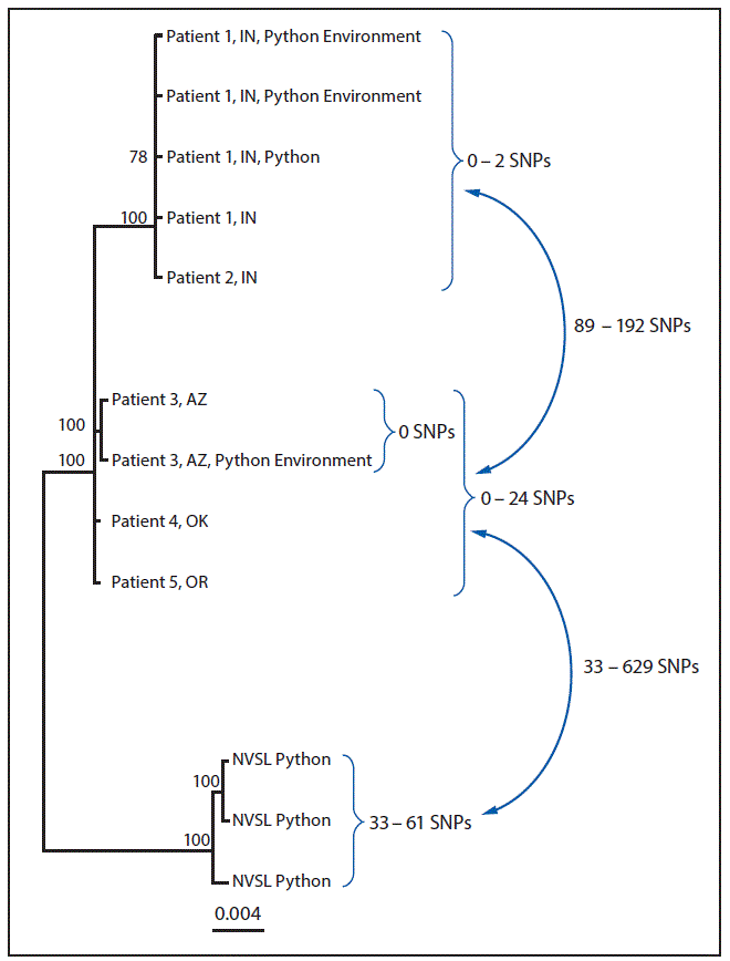 The figure above is a diagram showing a whole-genome sequencing analysis of isolate genomes of Salmonella Paratyphi B variant L(+) tartrate + (Java) from human, from Python regius, and from environmental sources associated with the outbreak investigation in the United States in 2017.