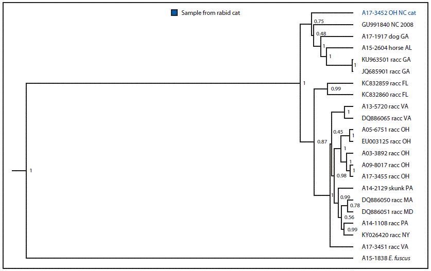 The figure is a diagram showing the results of a phylogenetic analysis of rabies virus variant from a rabid cat translocated from North Carolina to Ohio in 2017.