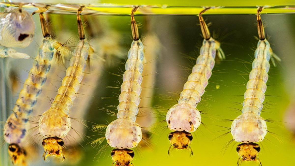 Photo of Culex quinquefasciatus mosquito larvae