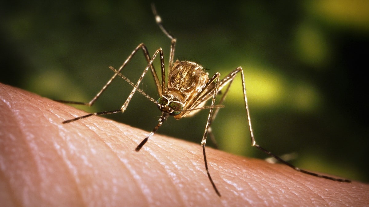 Photo of an adult female Culex tarsalis mosquito before taking a blood meal.