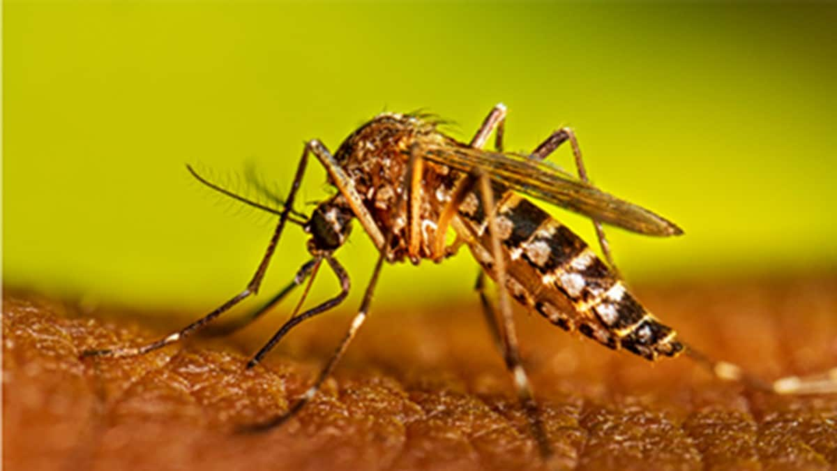 A mosquito biting a person's arm