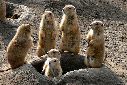 prairie dogs