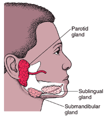 Parotid, sublingual, and submandibular glands. Copyright 2015 by Merck Sharp & Dohme Corp., a subsidiary of Merck & Co, Inc, Kenilworth, NJ. Available at merckmanuals.com.