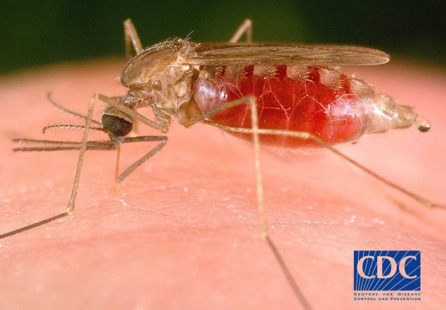 Close-up of a mosquito biting someone