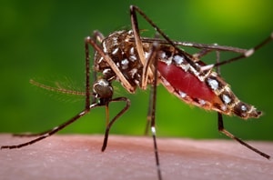 One of Gathany's most famous photographs: the female Aedes aegypti mosquito