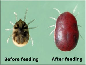 O. hermsi before and after feeding