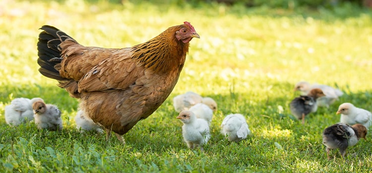 Chickens in a yard eating