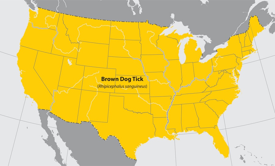 Map of the United States showing approximate distribution of the Brown dog tick. The entire United States is affected.