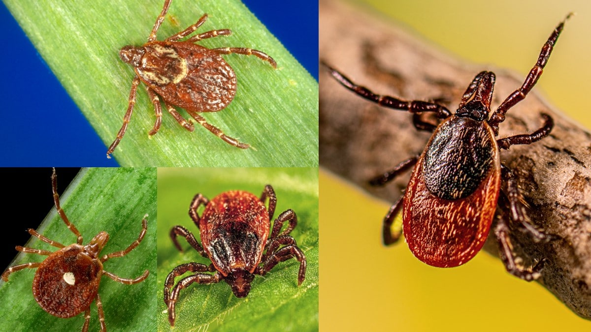 Four closeup images of North American ticks