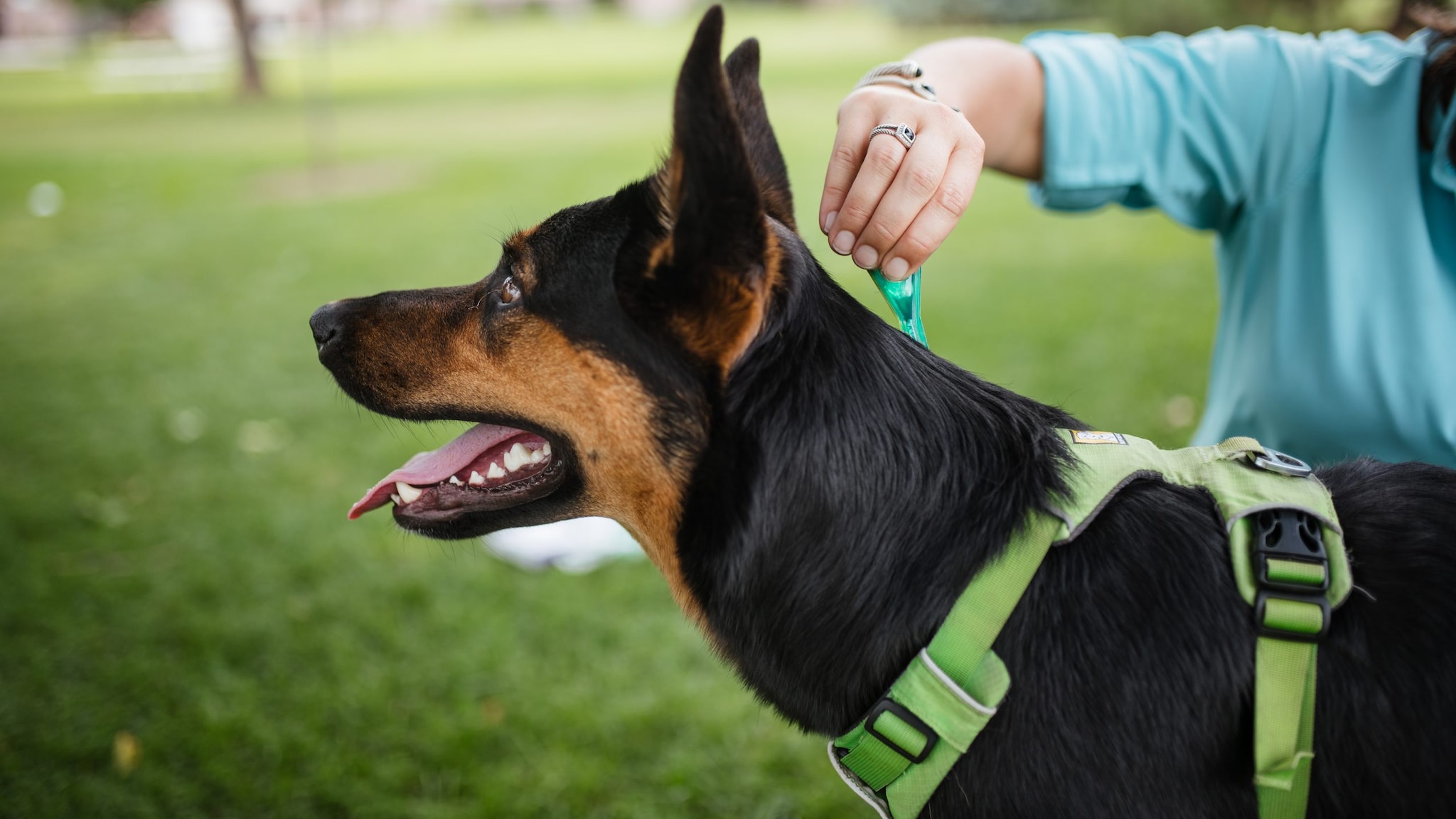 Person applying tick preventive product to dog.