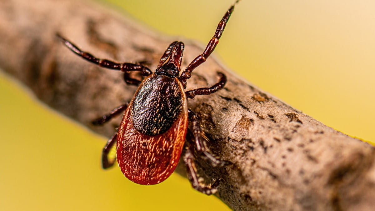 Ixodes scapularis tick questing