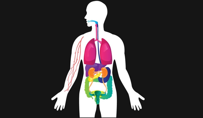 human anatomy with highlighted organs