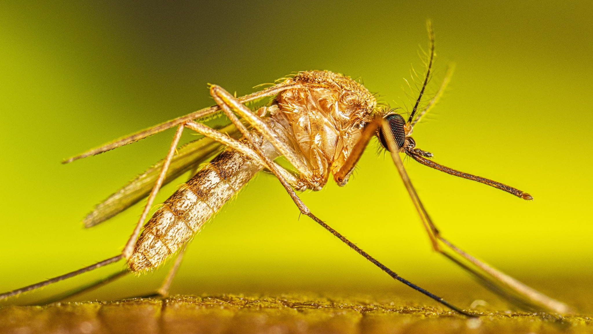 Adult Culex species mosquito resting on an arm