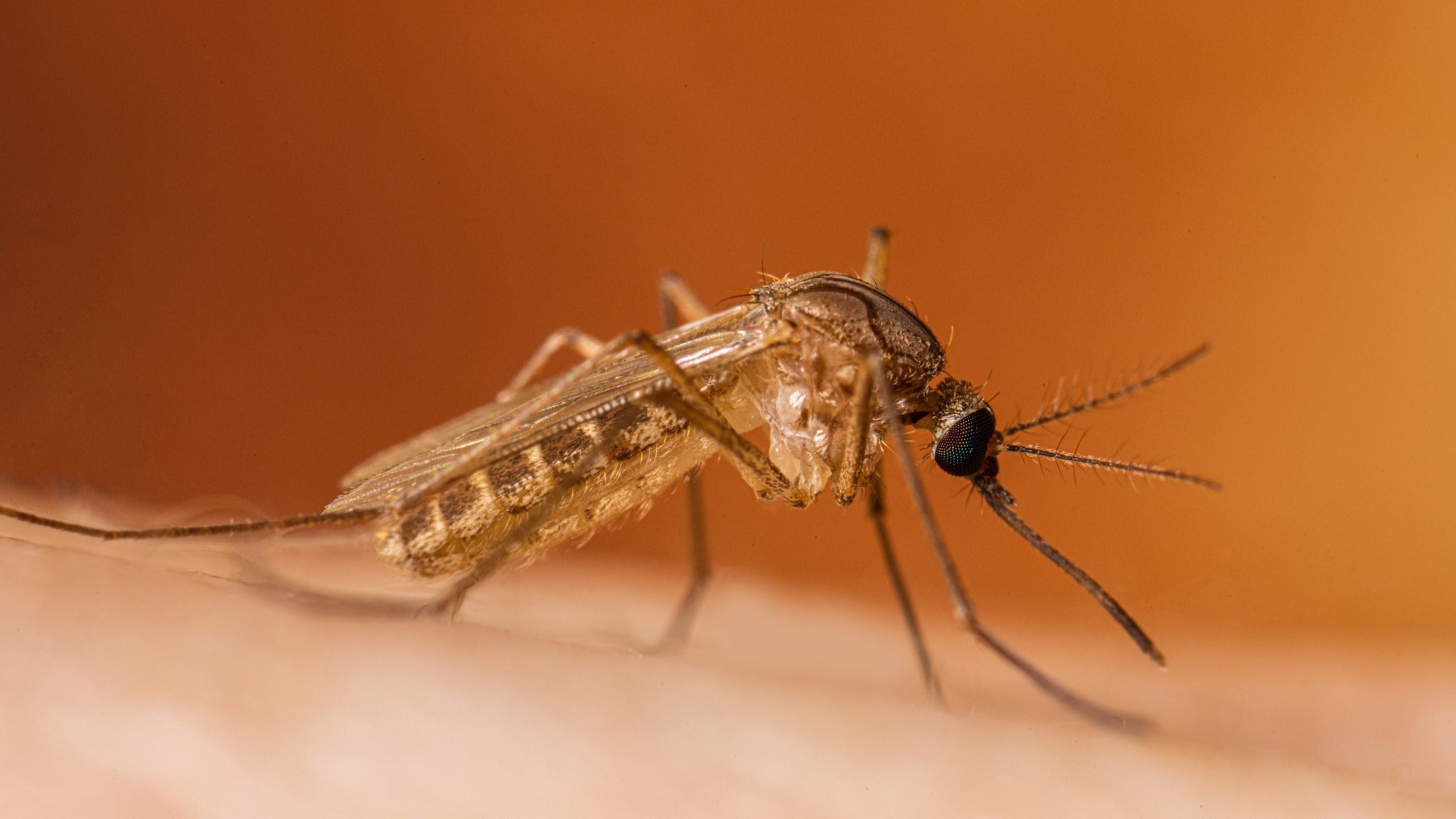 Mosquito that spreads West Nile virus on a persons arm.